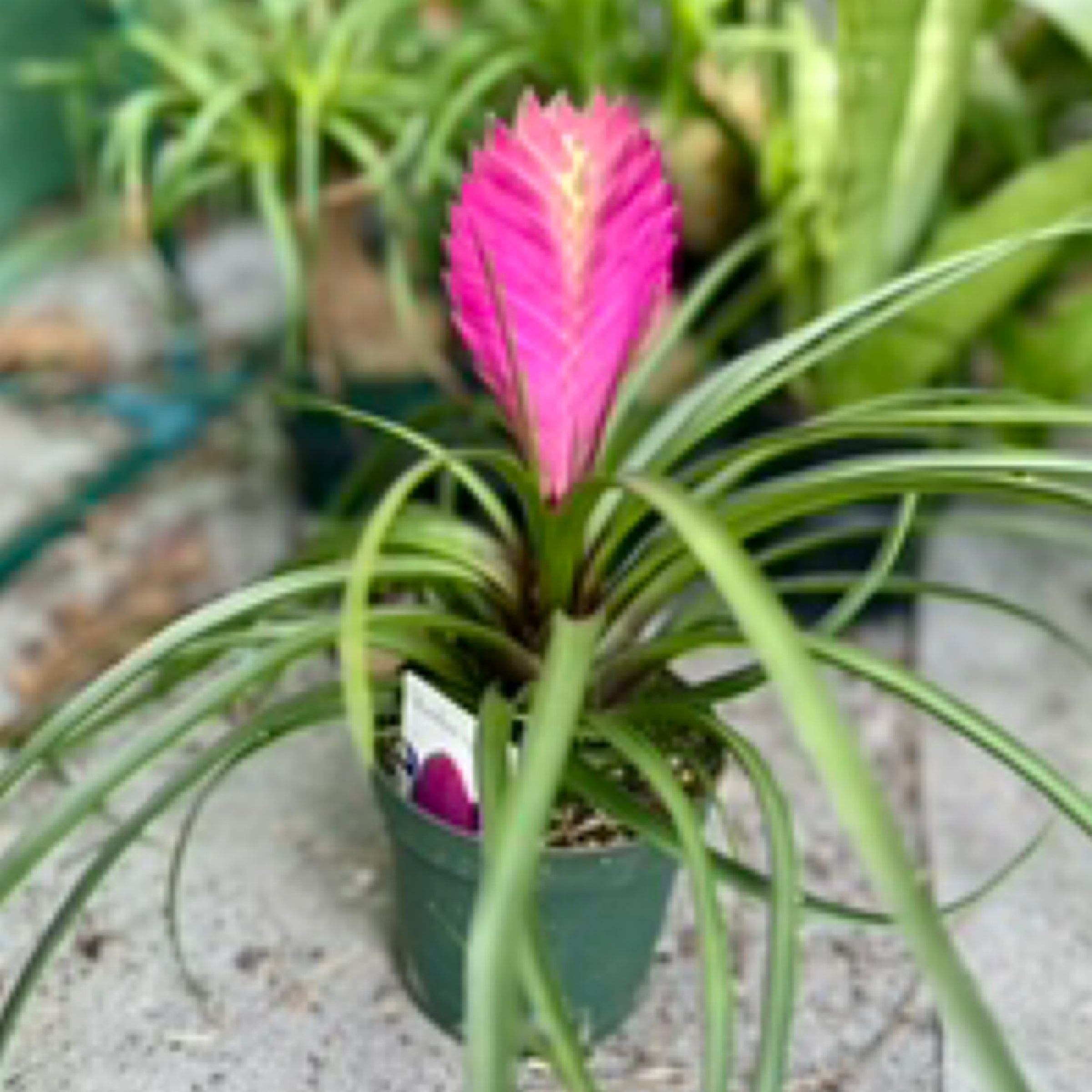 Tillandsia Pink Cyanea